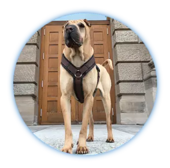 München Haushälterin Agentur